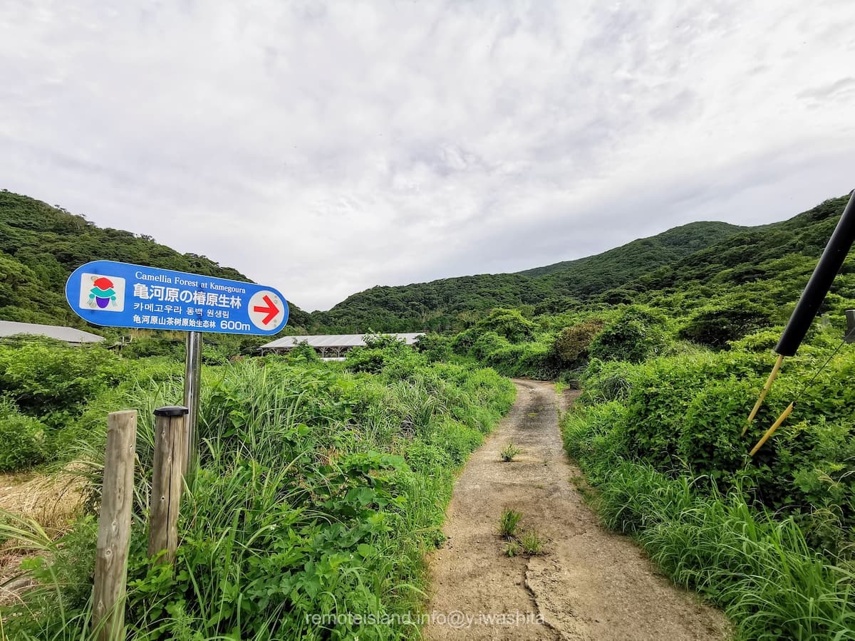01亀河原椿林への道.jpg 01亀河原椿林への道