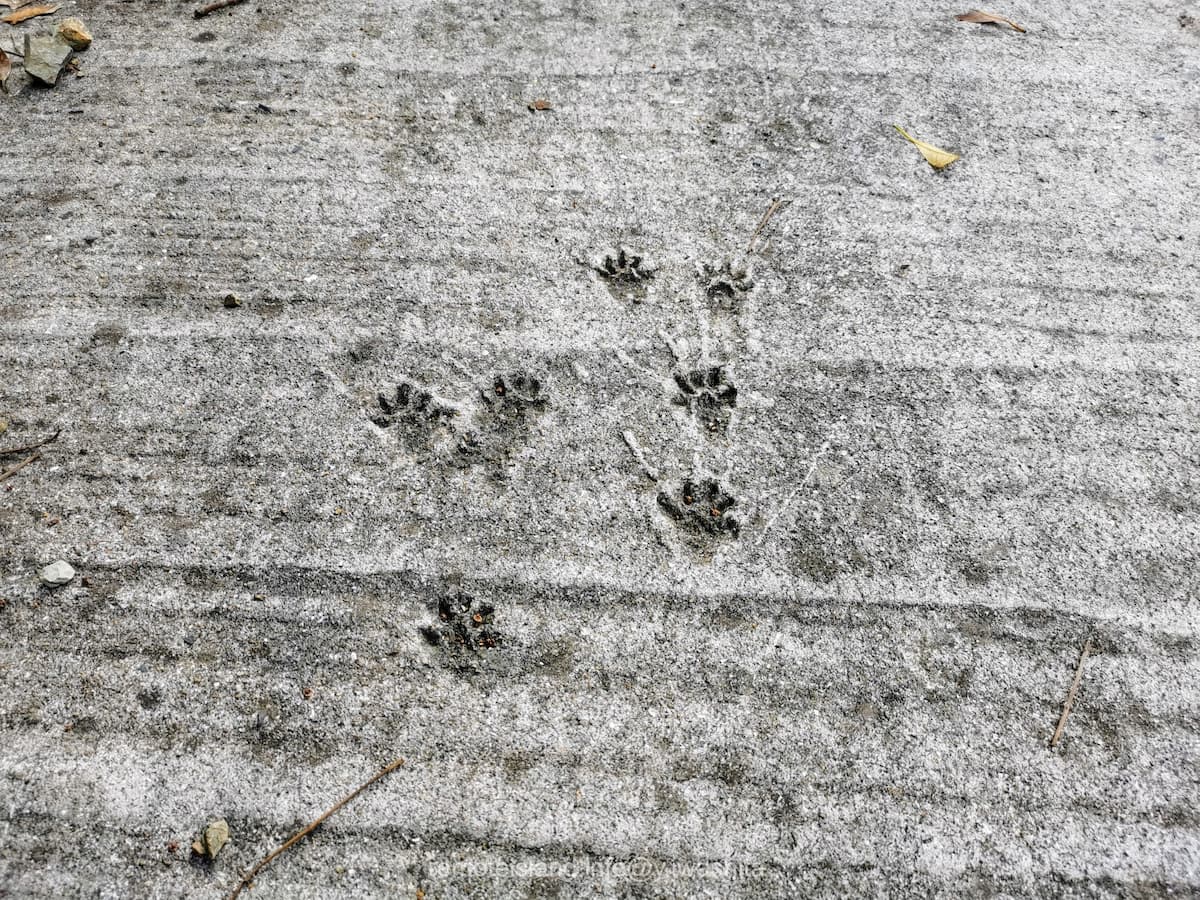 04足跡.jpg 04足跡