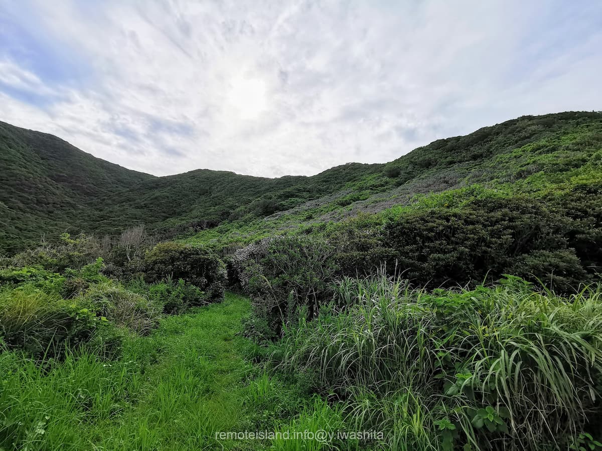 17亀河原椿林.jpg 17亀河原椿林