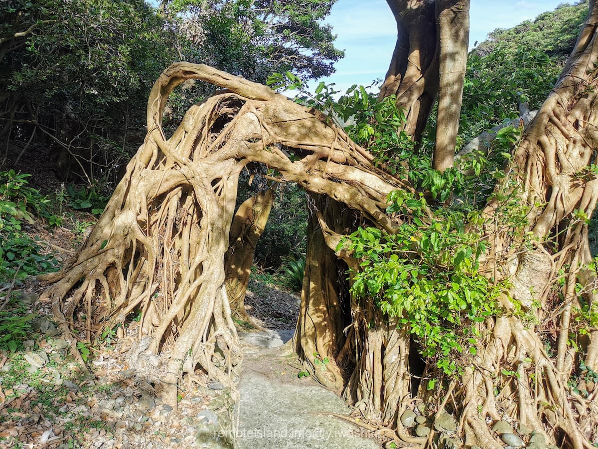 08アコウ.jpg 08アコウ