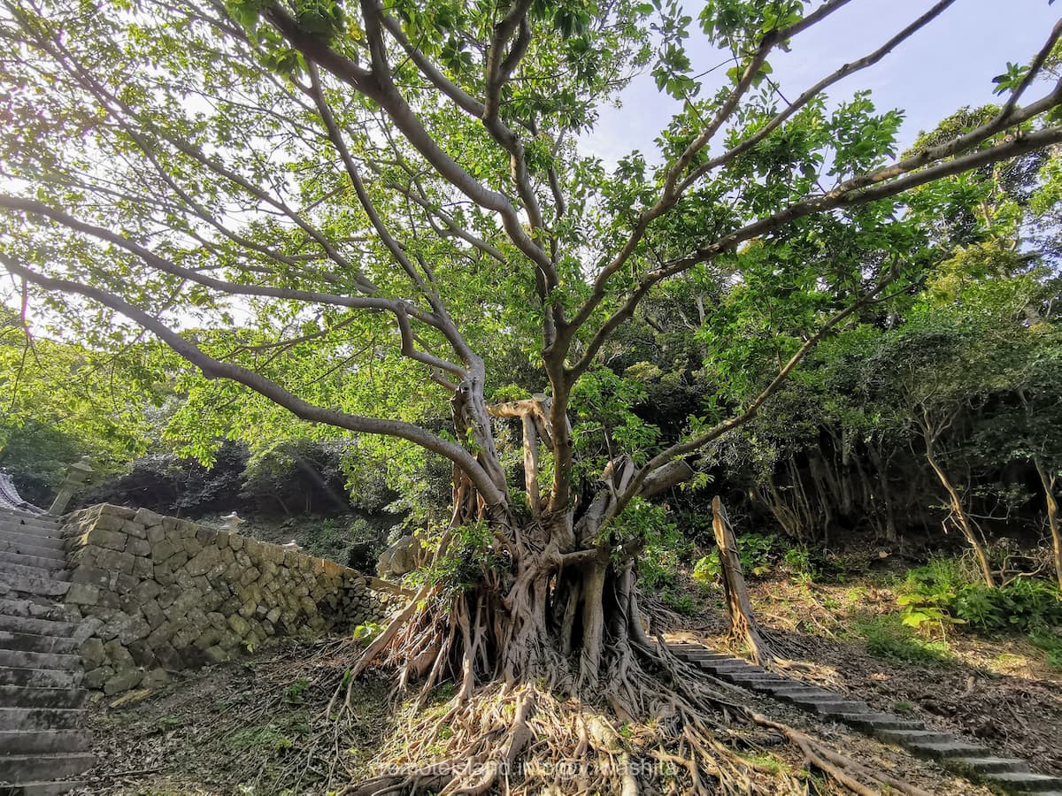 04アコウ.jpg 04アコウ