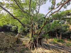 神社の敷地内にある玉之浦のアコウ 高さ10メートルの巨木【福江島】