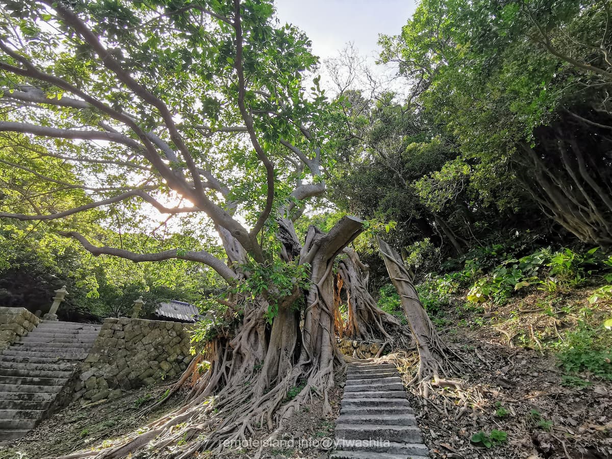 09アコウ.jpg 09アコウ