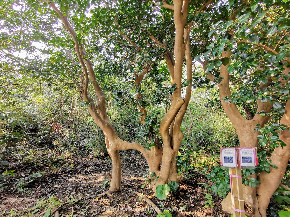 10連理の枝.jpg 10連理の枝