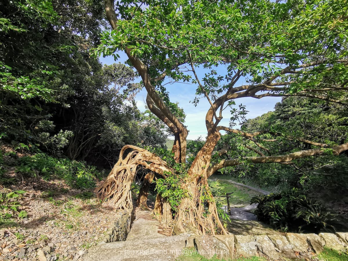 07アコウ.jpg 07アコウ