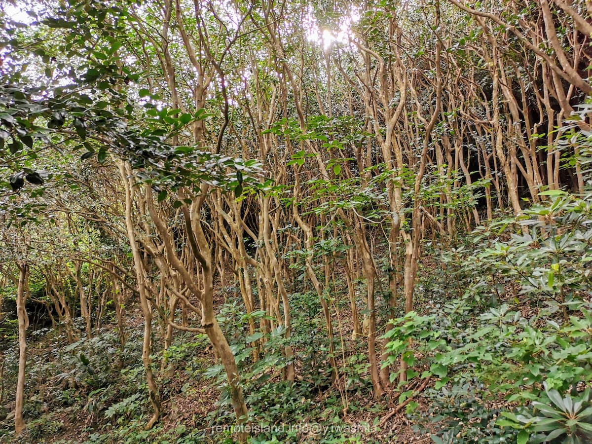 13亀河原椿林.jpg 13亀河原椿林