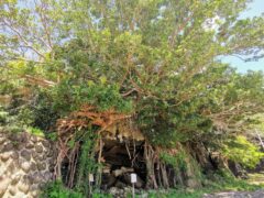 崖から生えたアコウの木 崖に張り付いたような景観が面白い【嵯峨ノ島】