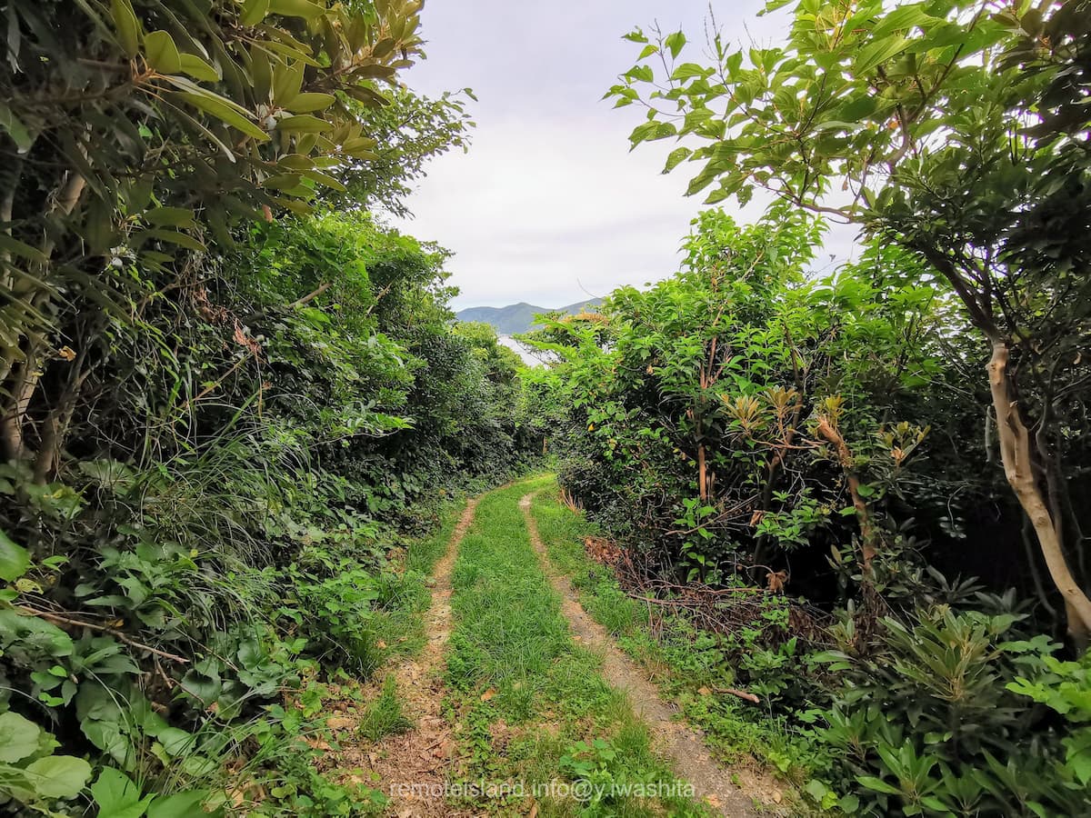 14亀河原椿林.jpg 14亀河原椿林