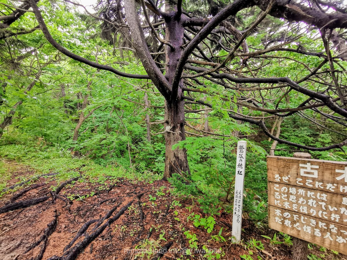 15鶯谷の姥松.jpg 15鶯谷の姥松