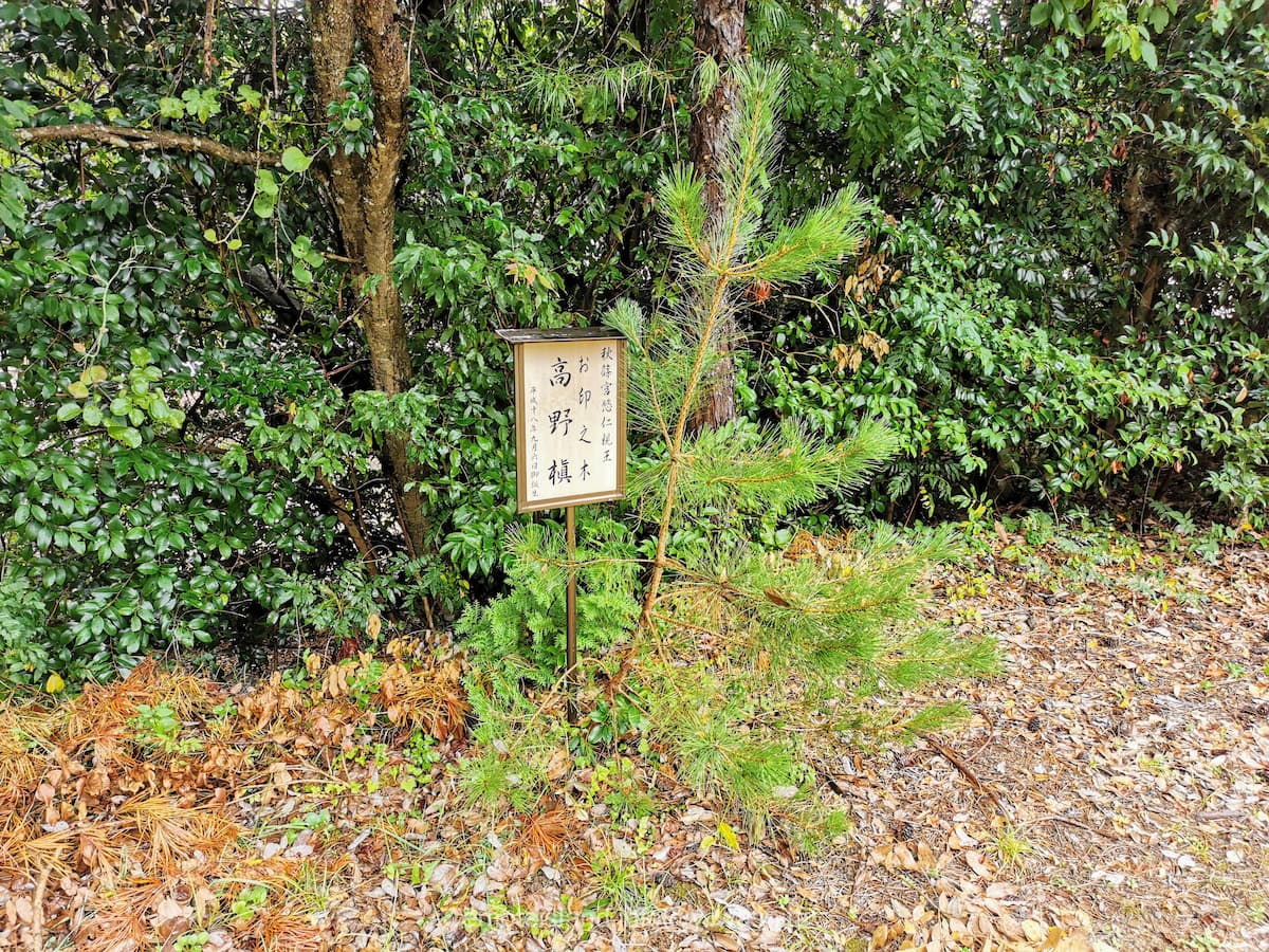 16悠仁親王お印之木.jpg 16悠仁親王お印之木