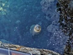 溶岩の海岸 アザラシがいる仙法志御崎公園【北海道 利尻島 観光】