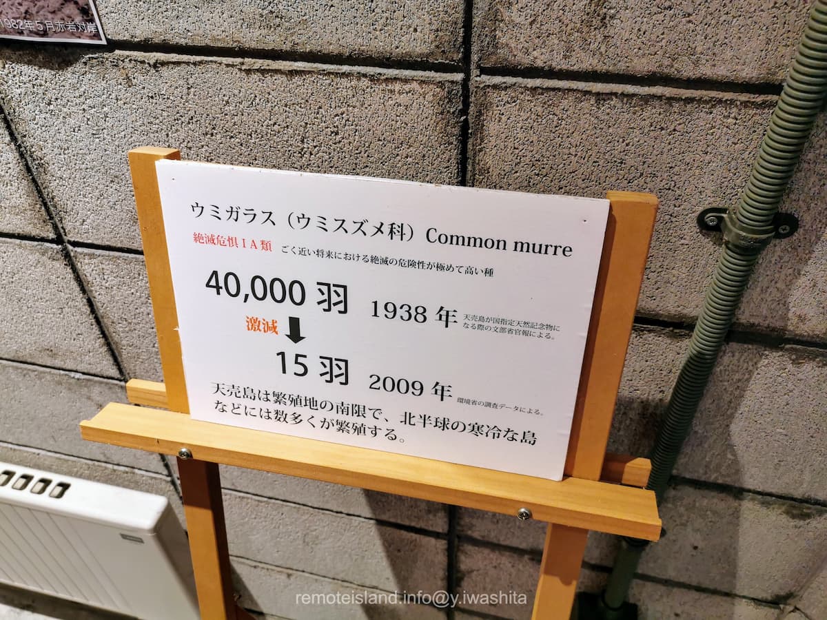 10ウミガラス.jpg 10ウミガラス