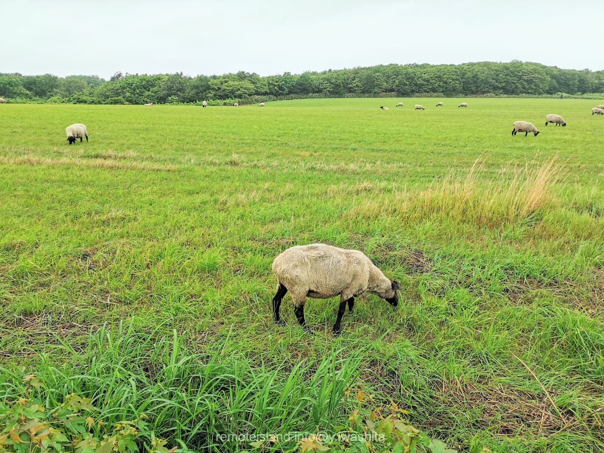 10めん羊放牧場.jpg 10めん羊放牧場