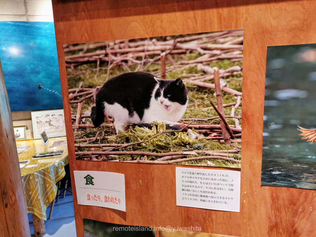 20ノネコ.jpg 20ノネコ