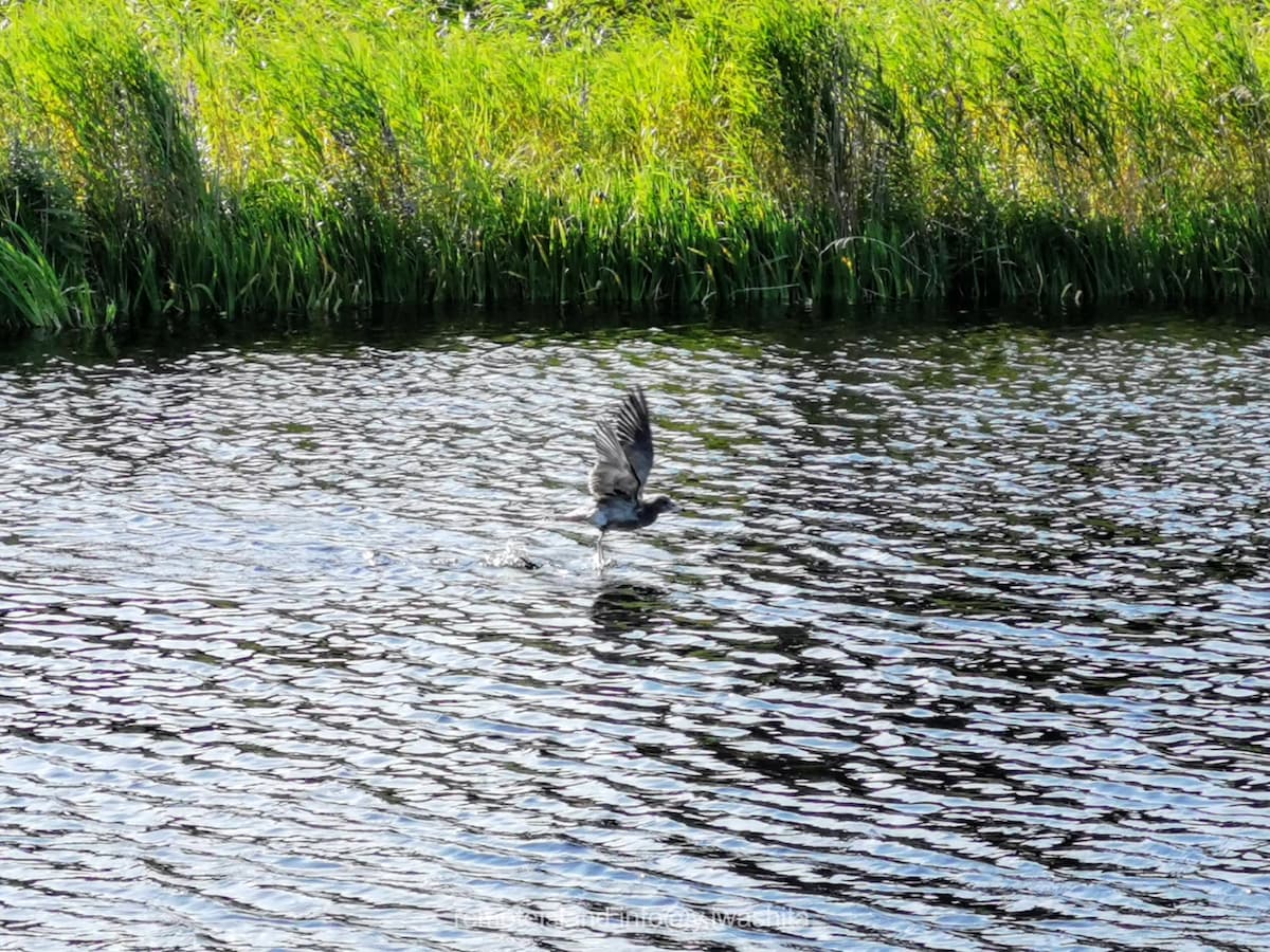 04メヌウショロ沼.jpg 04メヌウショロ沼