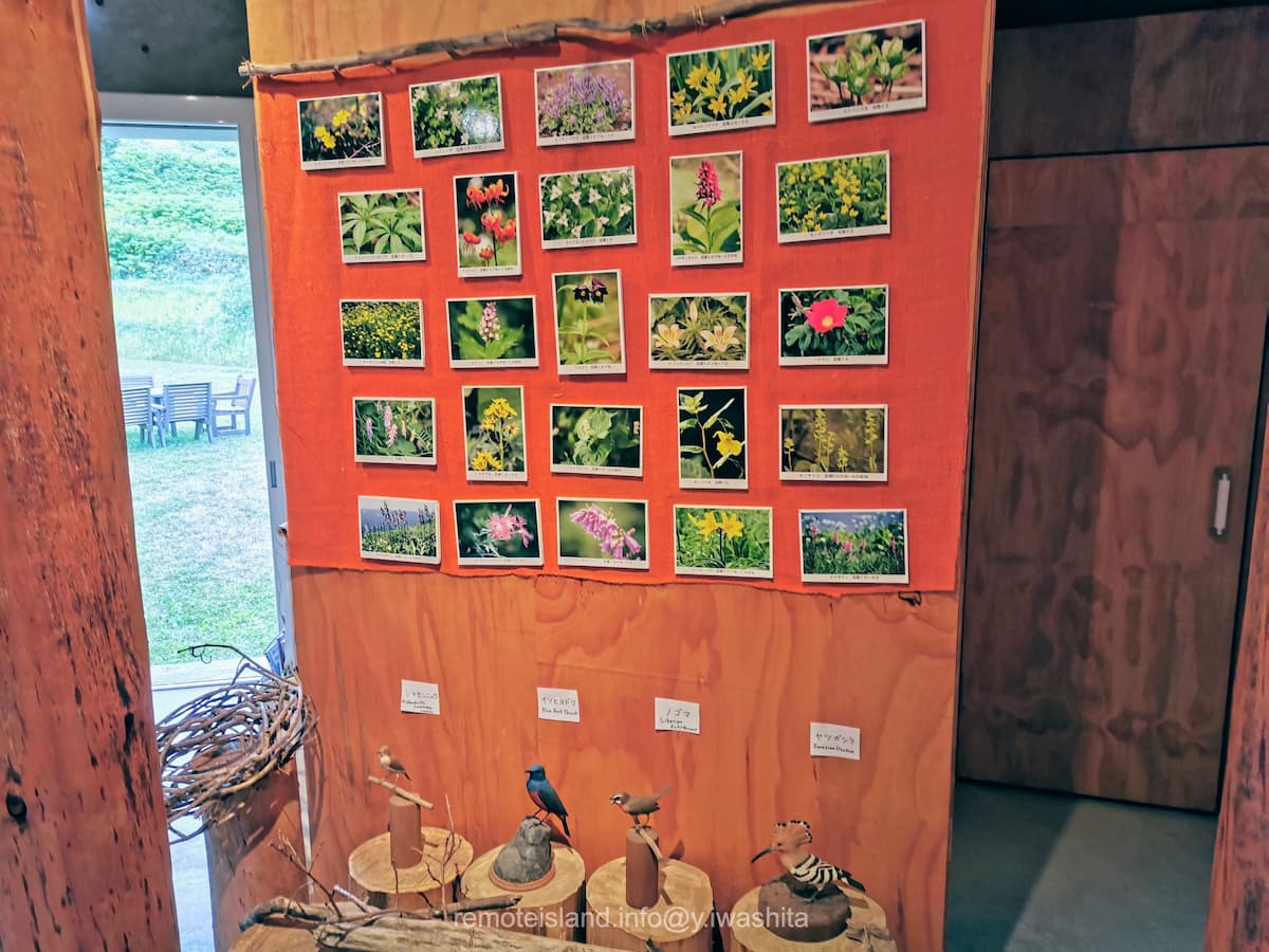 26植物.jpg 26植物