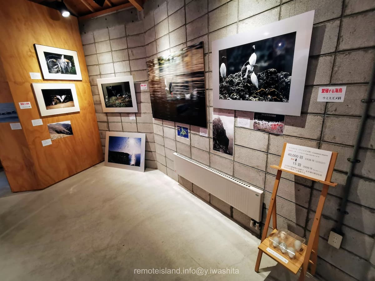 08ウミスズメ科.jpg 08ウミスズメ科