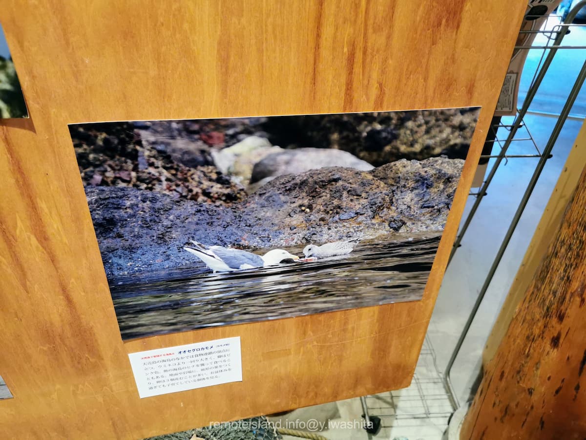 18オオセグロカモメ.jpg 18オオセグロカモメ