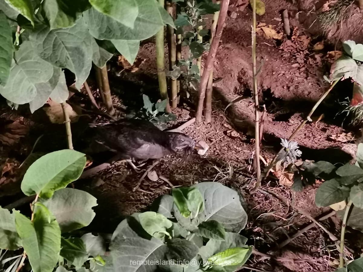 06ウトウ.jpg 06ウトウ