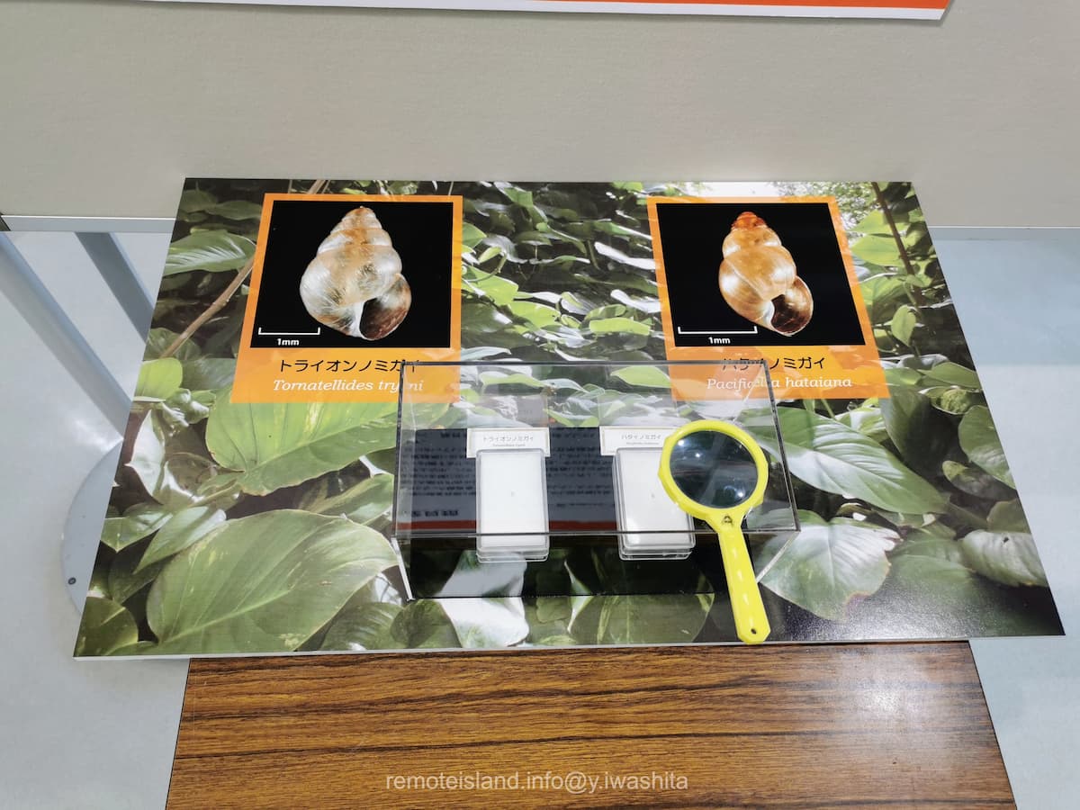 29硫黄列島.jpg 29硫黄列島