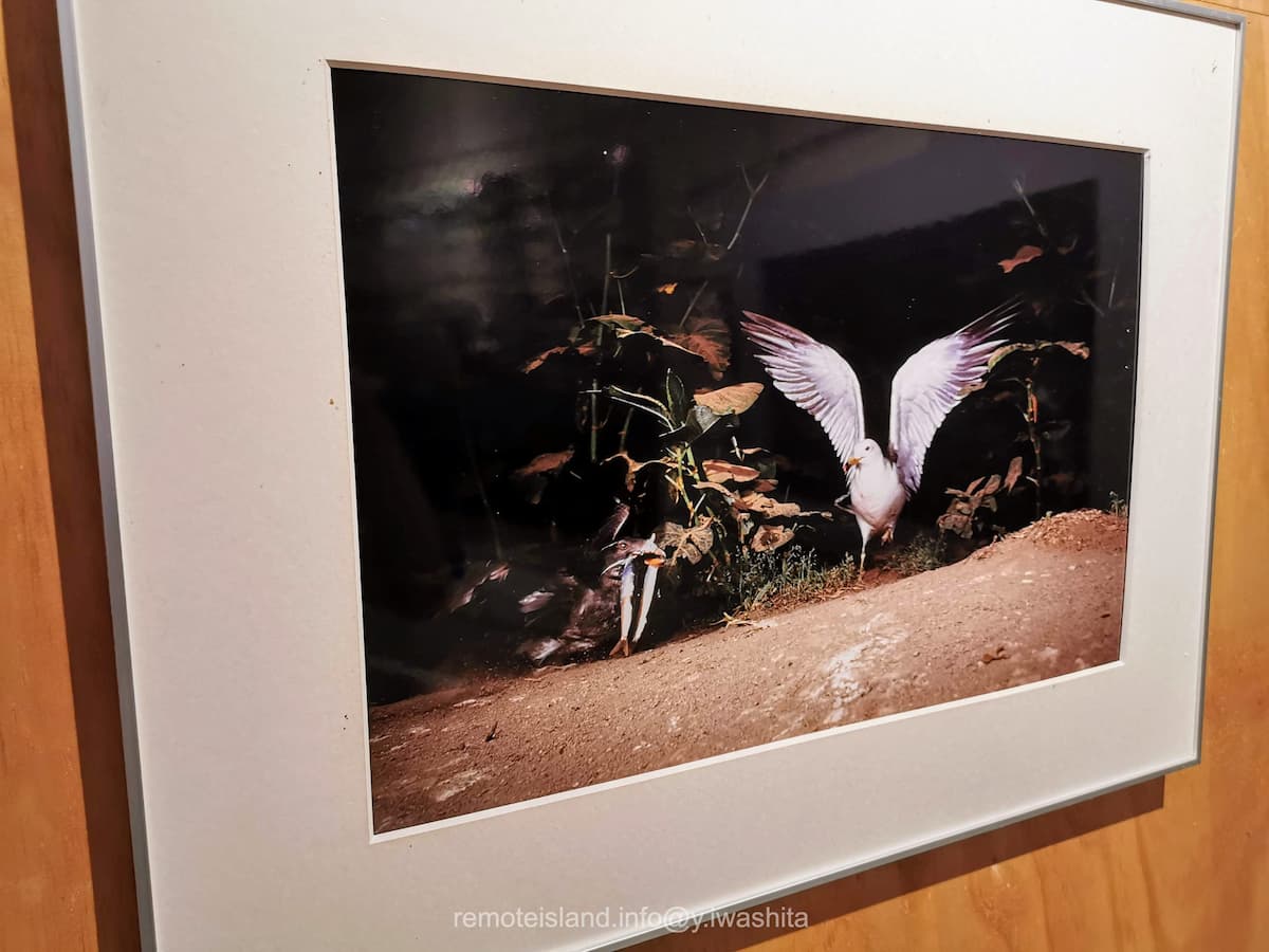 13ウトウとウミネコ.jpg 13ウトウとウミネコ