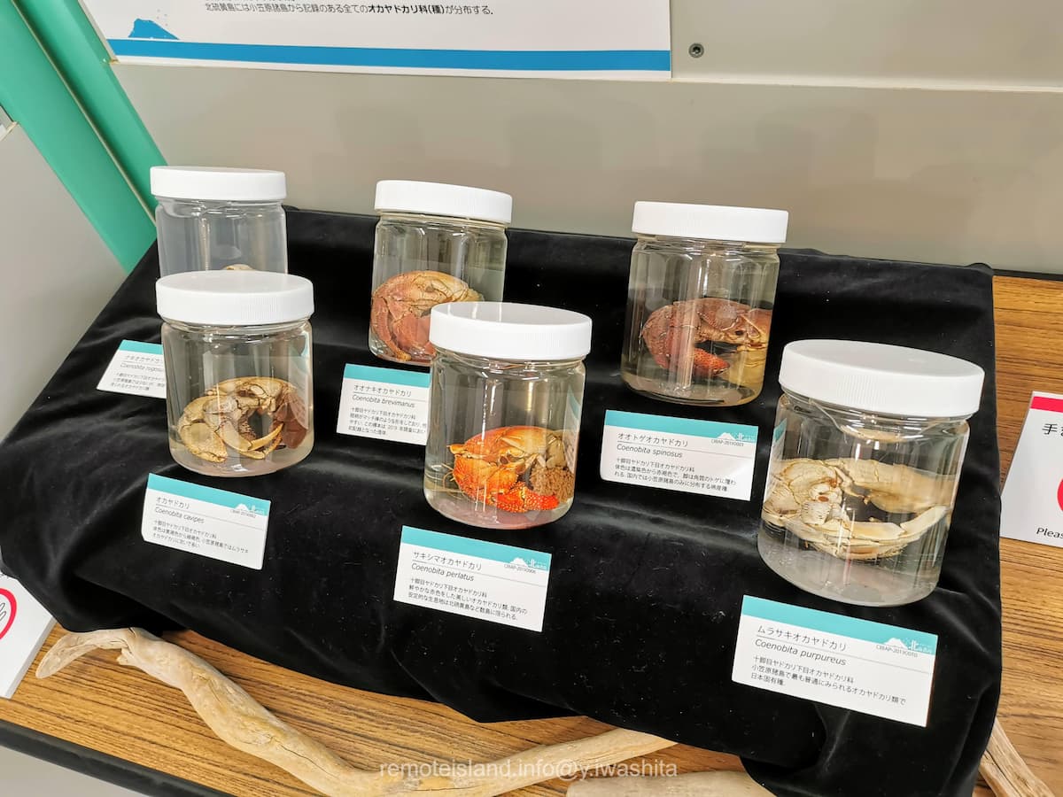 25硫黄列島.jpg 25硫黄列島