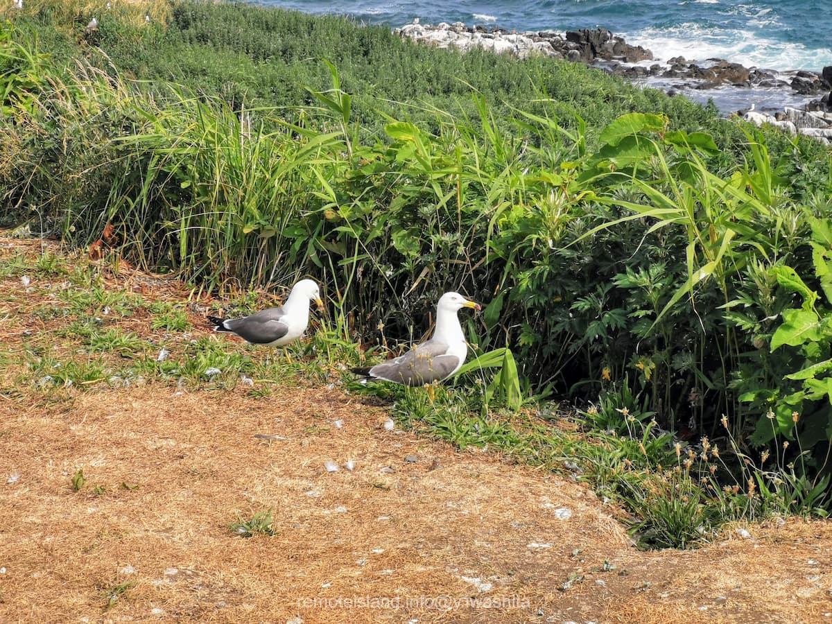 18ウミネコ.jpg 18ウミネコ