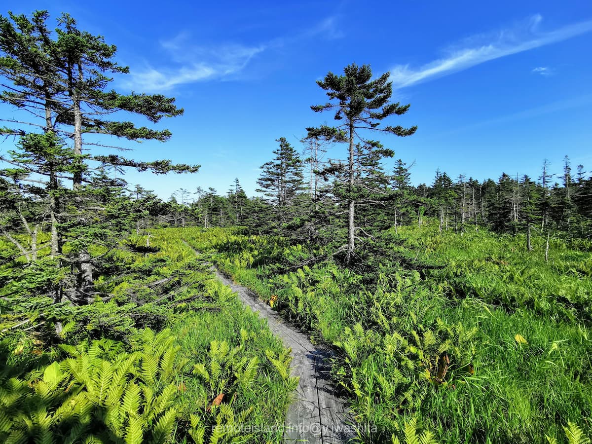 11南浜湿原.jpg 11南浜湿原