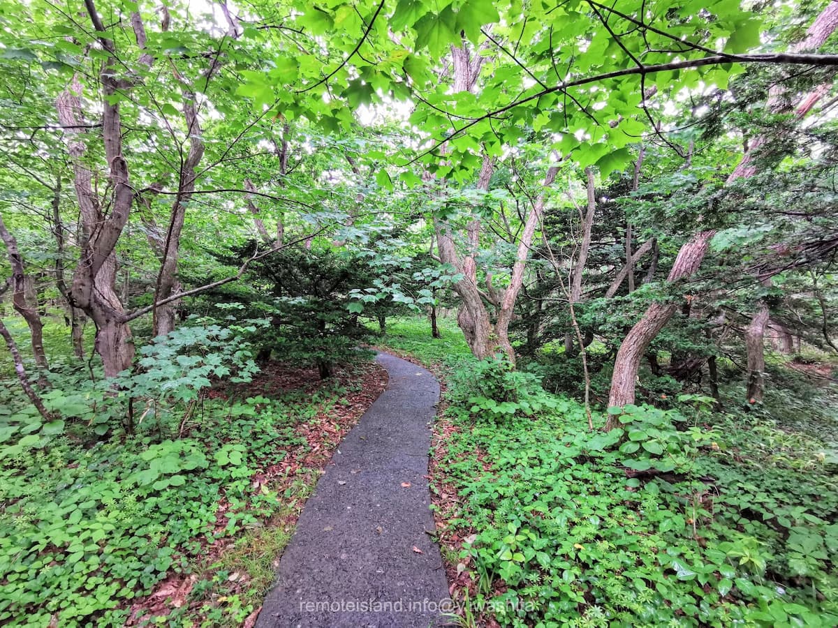 12オンコ林.jpg 12オンコ林