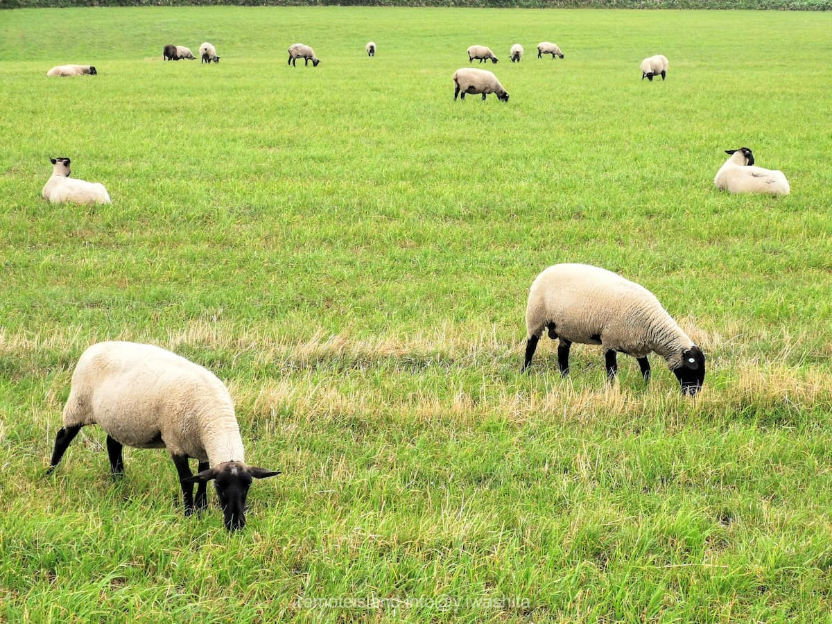 11めん羊放牧場.jpg 11めん羊放牧場