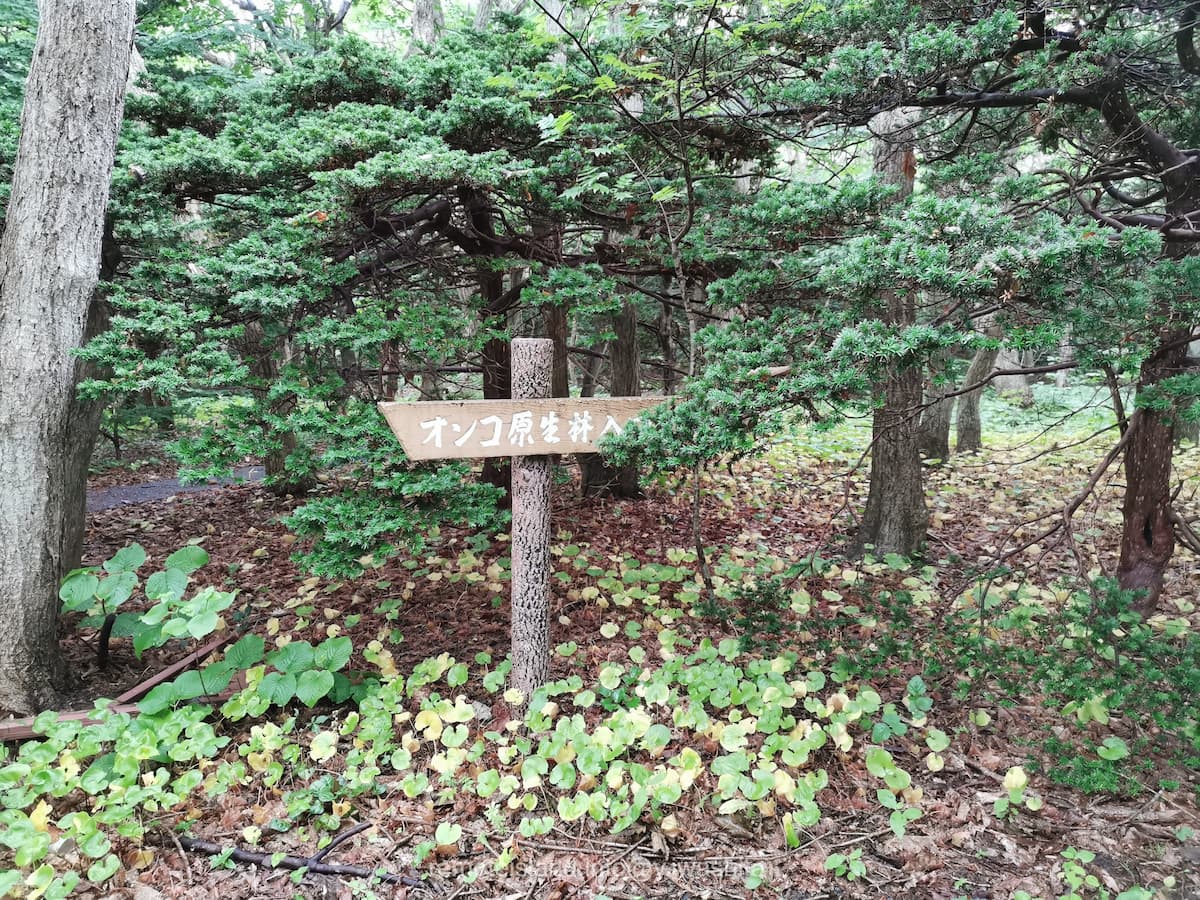 21オンコ原生林.jpg 21オンコ原生林