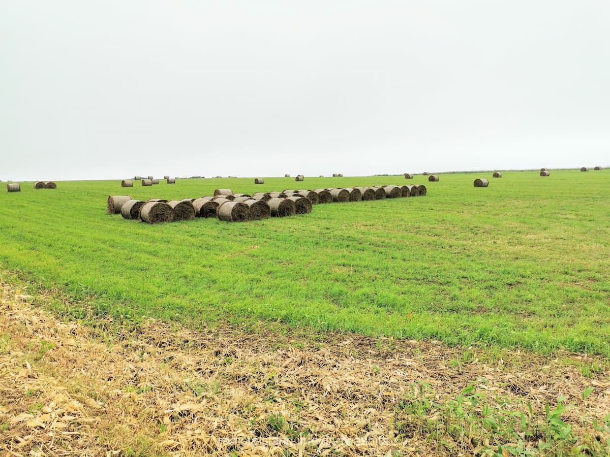 19めん羊放牧場.jpg 19めん羊放牧場