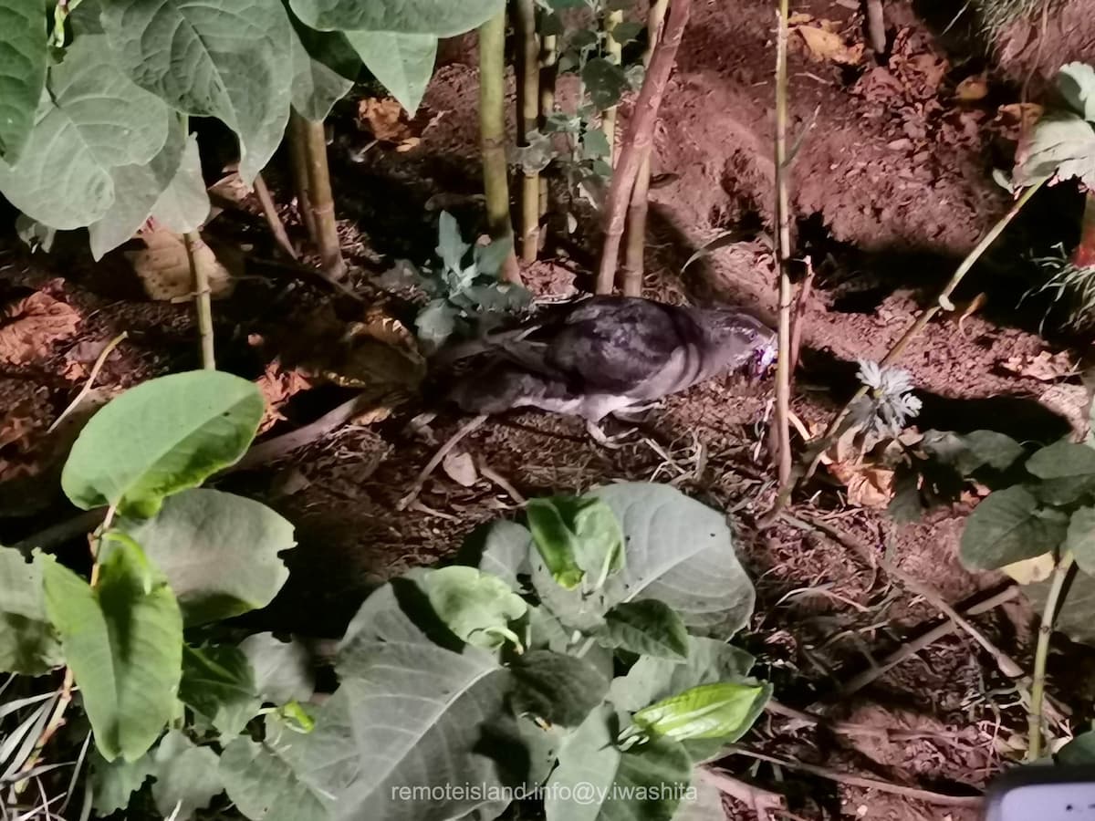 07ウトウ.jpg 07ウトウ