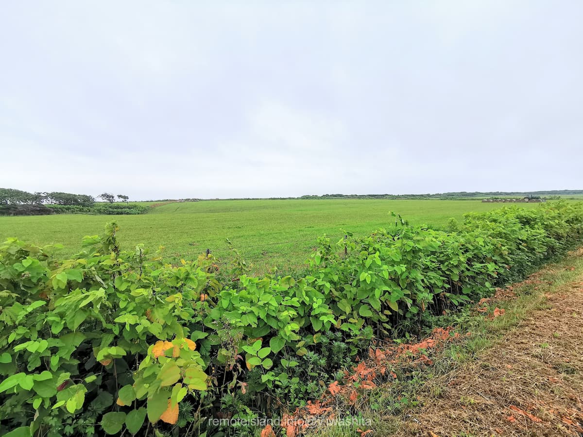 05めん羊放牧場.jpg 05めん羊放牧場