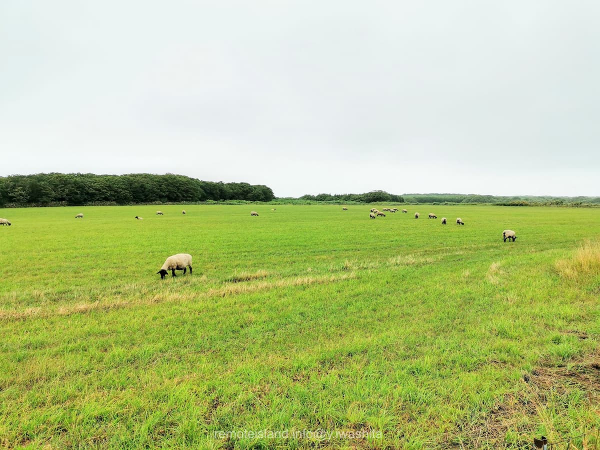08めん羊放牧場.jpg 08めん羊放牧場