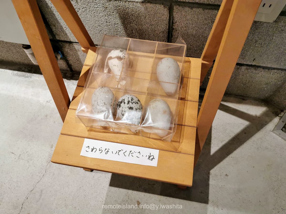 11ウミガラスの卵.jpg 11ウミガラスの卵