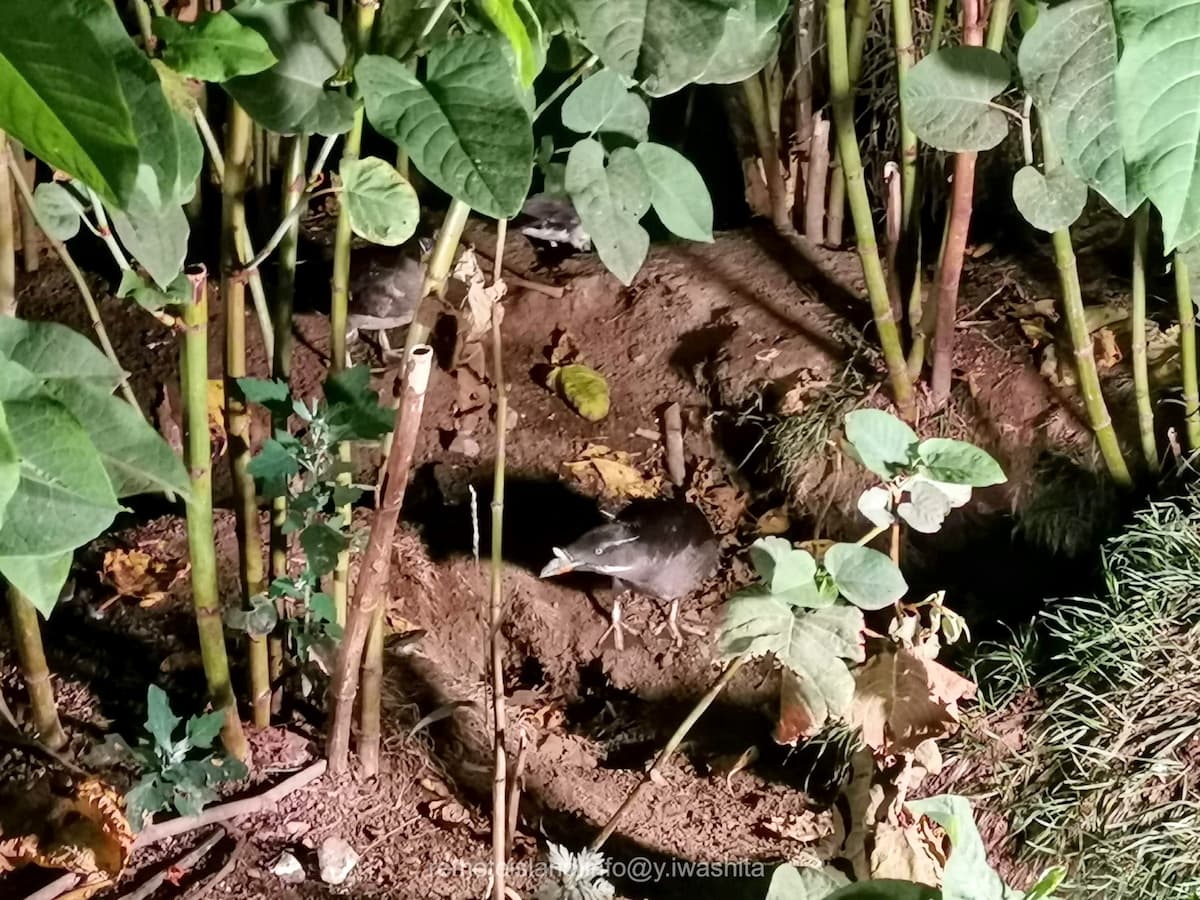 04ウトウ.jpg 04ウトウ