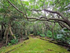 キョンもいる！ビジターセンターもある年中無休の八丈植物公園【八丈島】