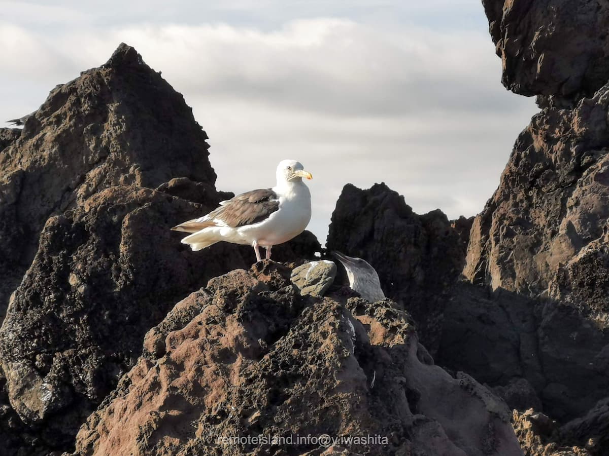 14海鳥.jpg 14海鳥