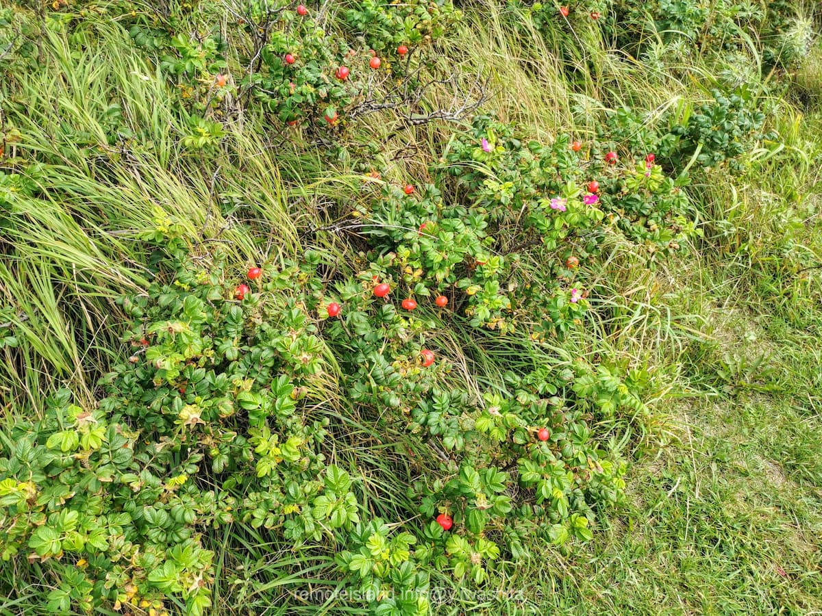 03富士野園地.jpg 03富士野園地