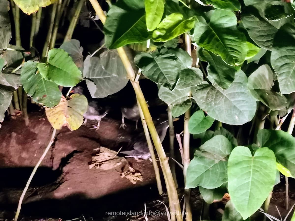 08ウトウ.jpg 08ウトウ