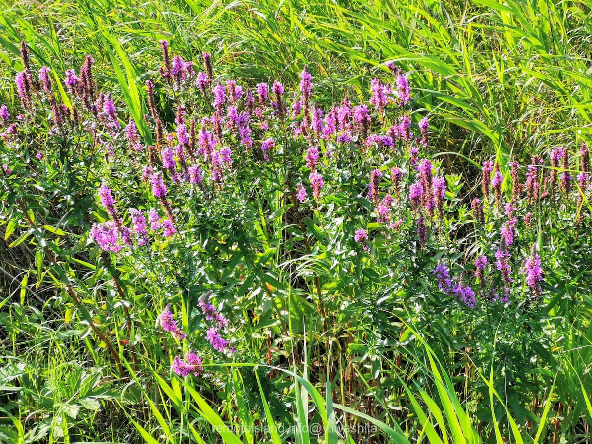 16南浜湿原.jpg 16南浜湿原