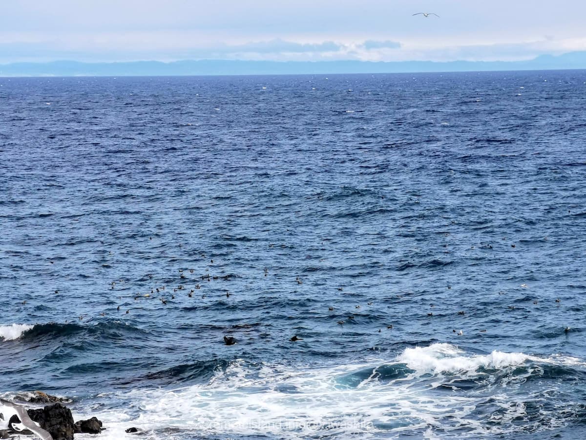 12黒崎海岸付近.jpg 12黒崎海岸付近