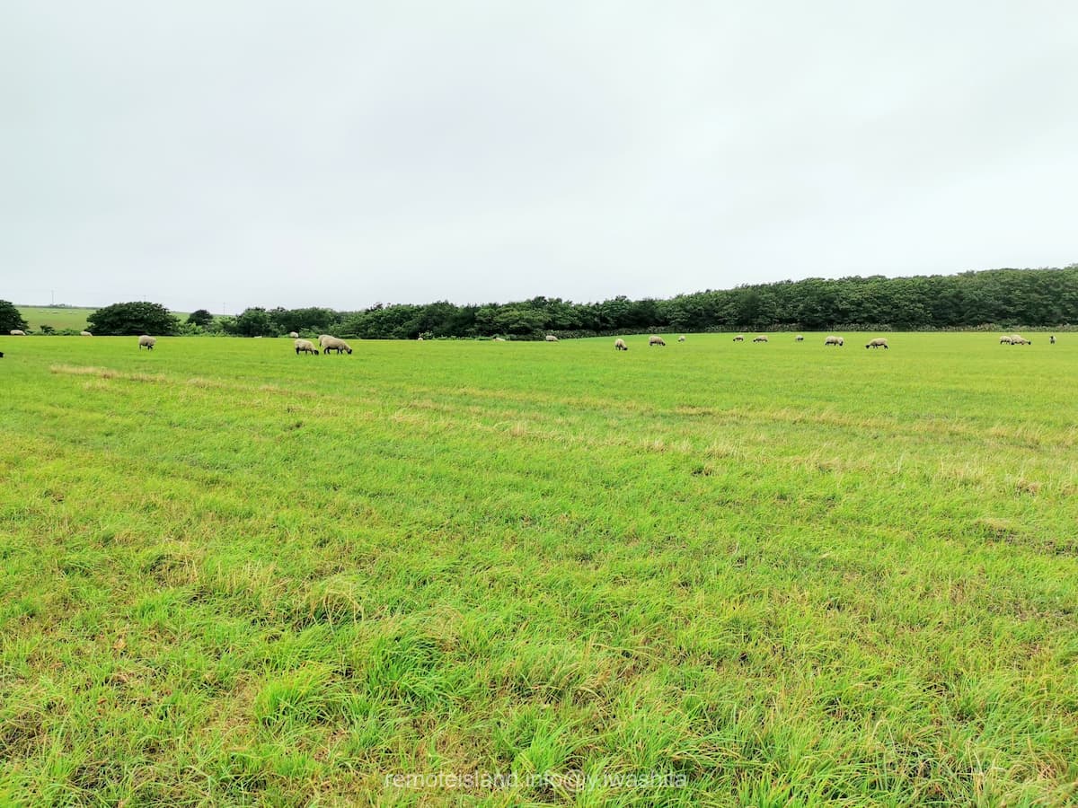 13めん羊放牧場.jpg 13めん羊放牧場