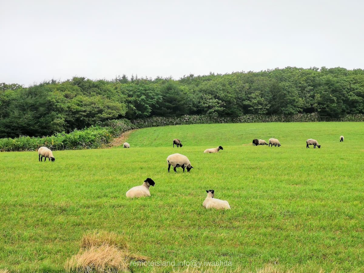 12めん羊放牧場.jpg 12めん羊放牧場