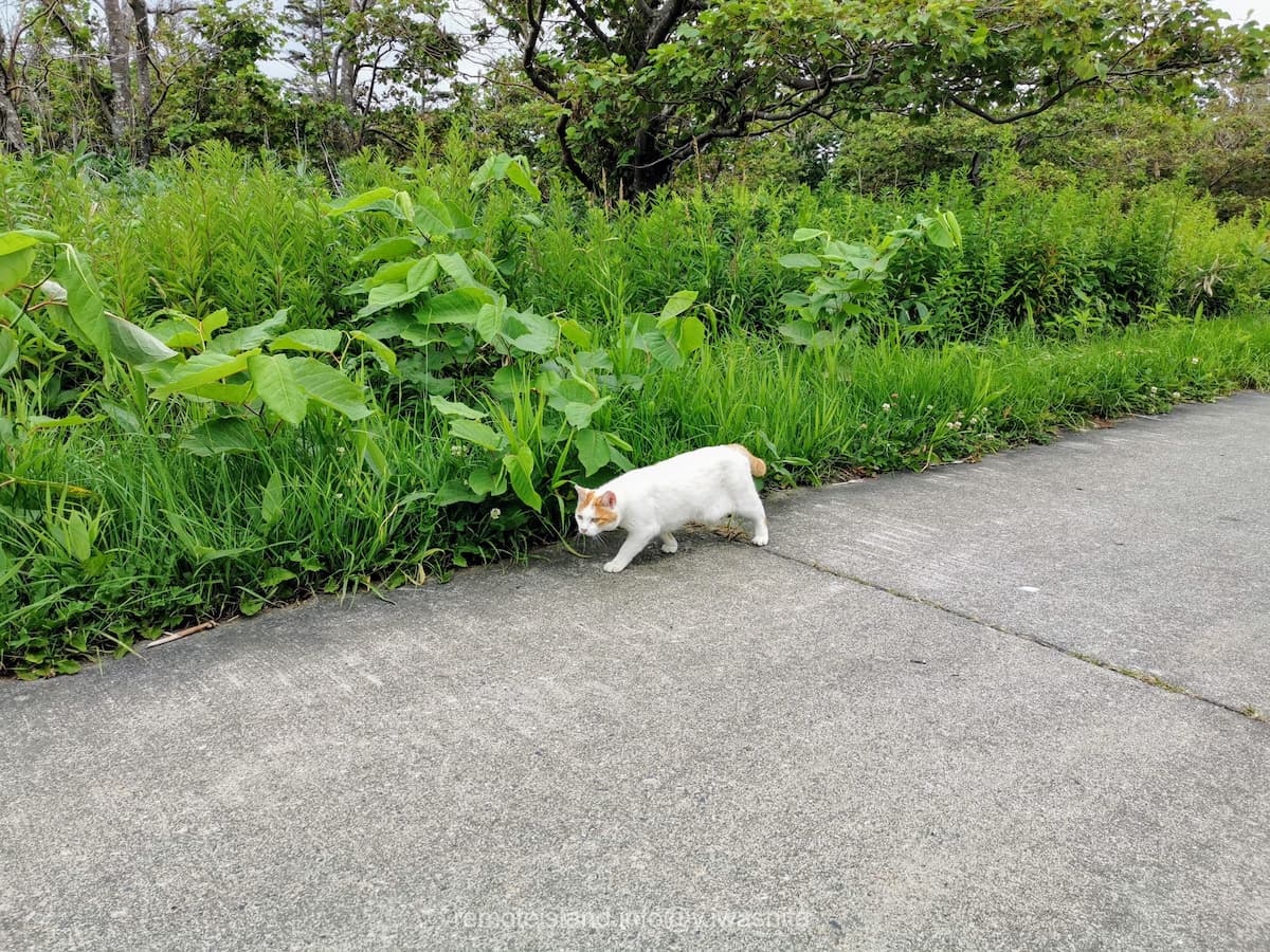 41野良猫.jpg 41野良猫