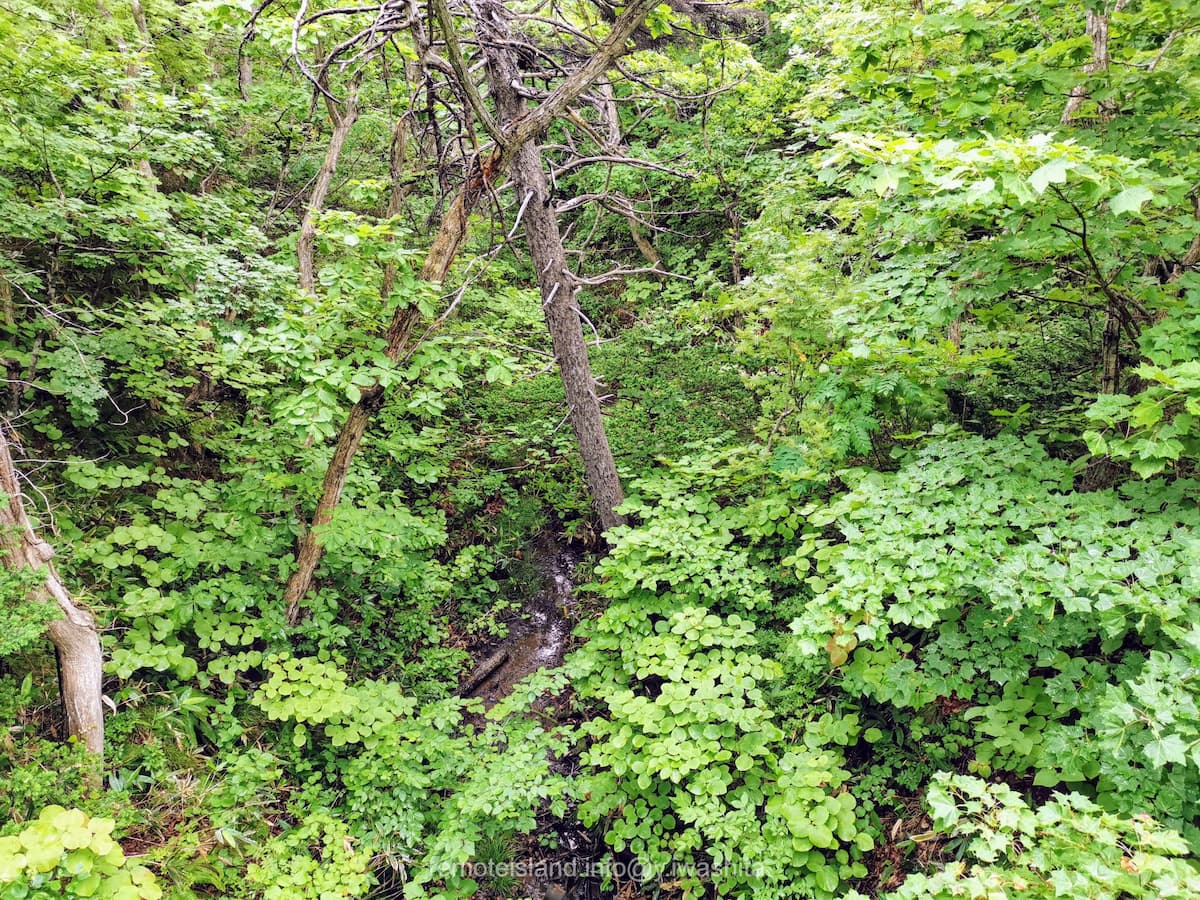 14うぐいす谷.jpg 14うぐいす谷