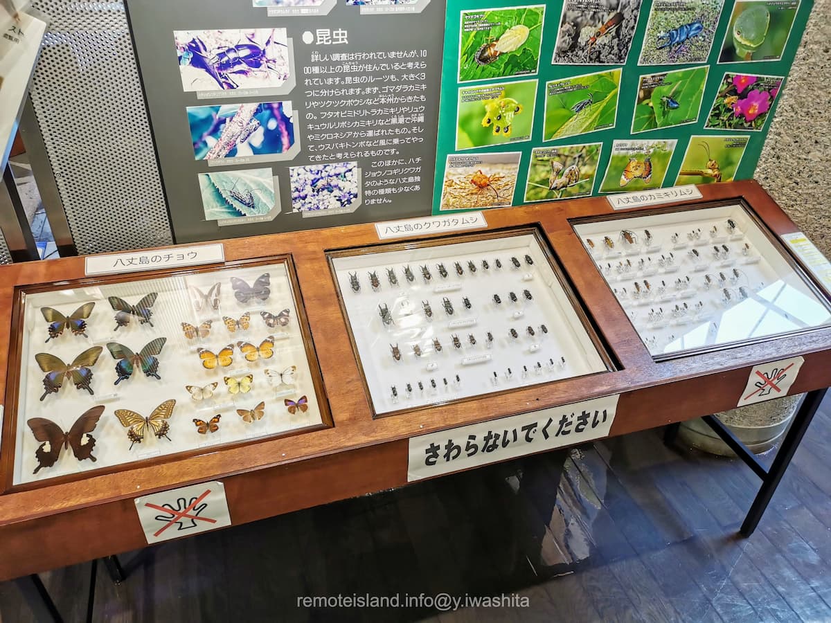 18昆虫.jpg 18昆虫