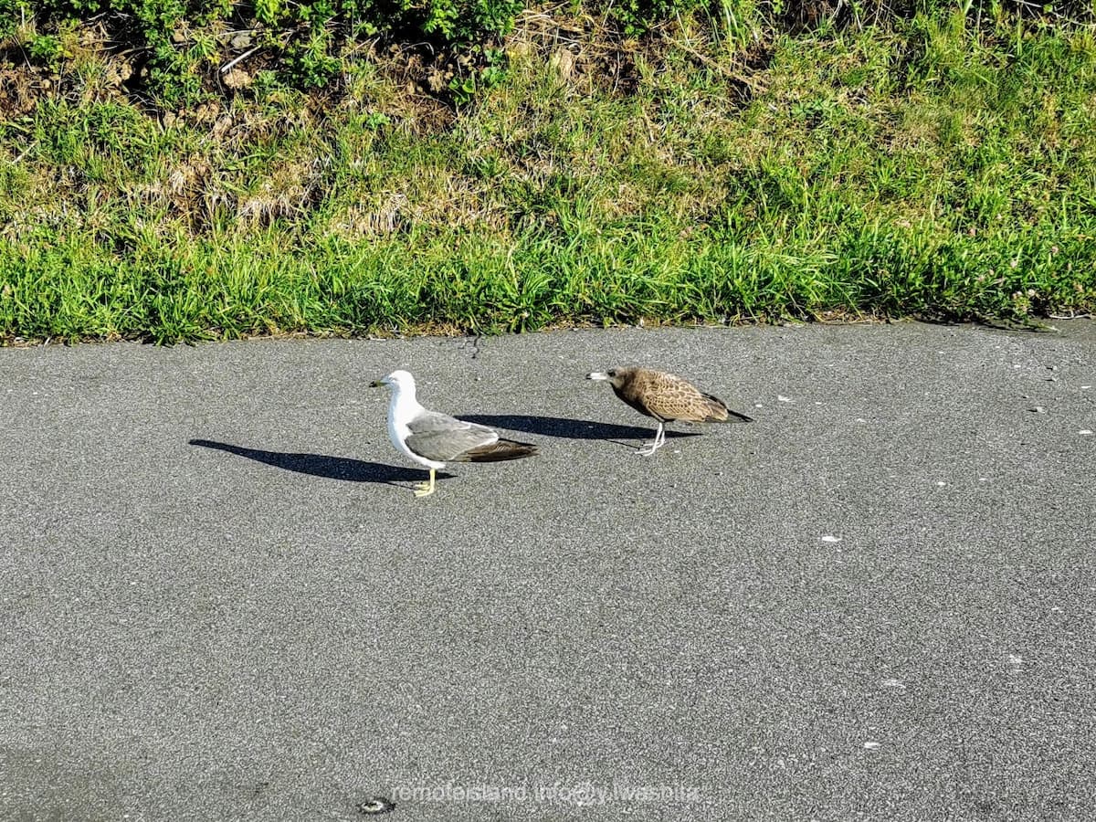 18駐車場の海鳥.jpg 18駐車場の海鳥