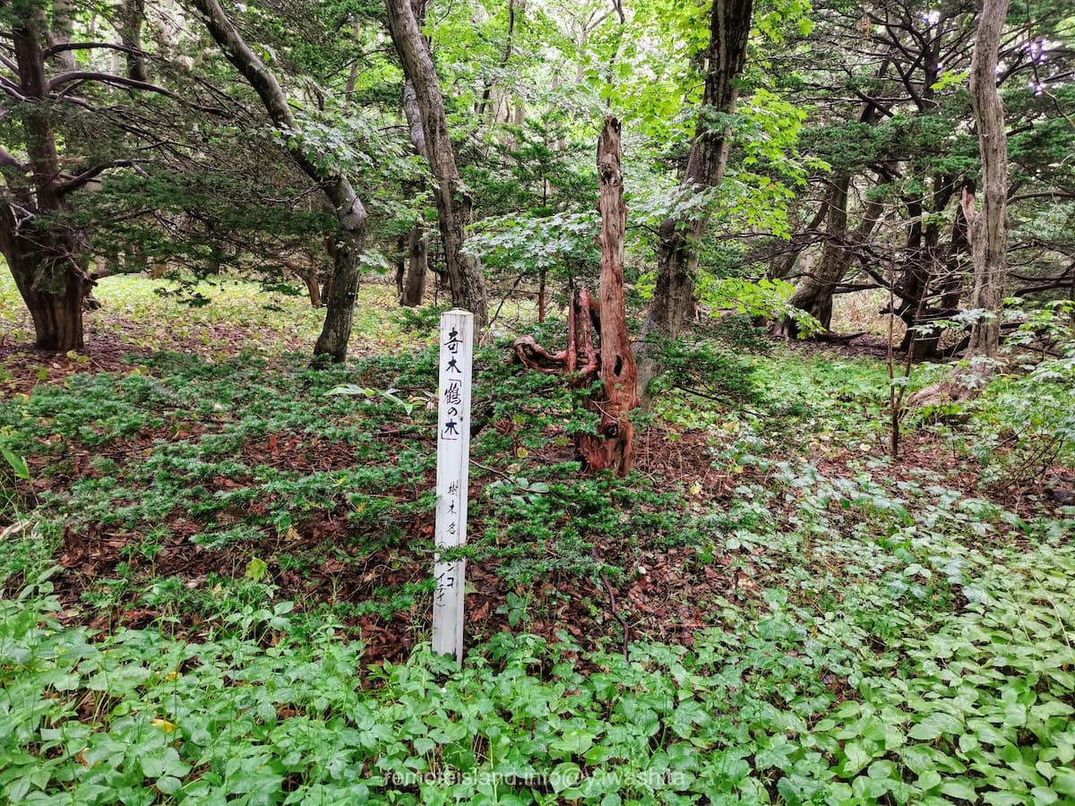 04鶴の木.jpg 04鶴の木